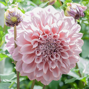 Pretty in Pink by Sharon Wills - Flowers Flower Gardens