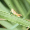 Brown and green grasshopper