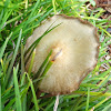 unidentified mushrooms