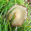 unidentified mushrooms