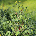 Sonchus oleraceus