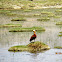 Ruddy Shelduck