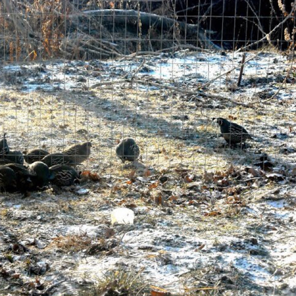 California Quail Project Noah