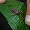 poison dart frog