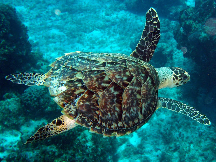 A sea turtle gracefully swims through the reefs off the island of Cozumel.