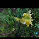 Common Toadflax/ Butter & Eggs flower