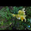 Common Toadflax/ Butter & Eggs flower