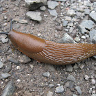 European Red Slug