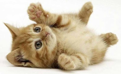 How to mod Tile Puzzle Cats (NoAds) lastet apk for bluestacks