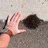 Ants, aggregate