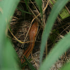 Yellow rat snake