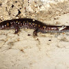 Eastern black salamander