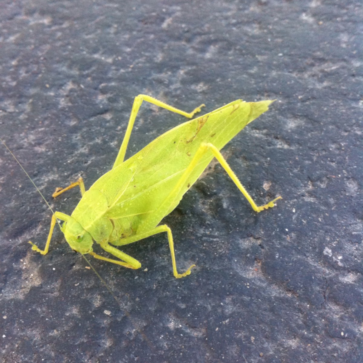 Katydid