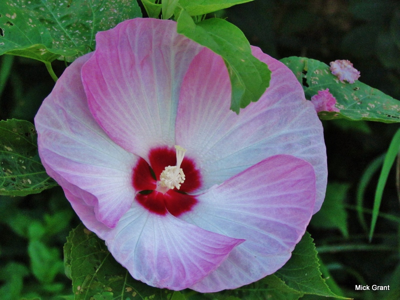 Hardy Hibiscus, Rose Mallow, Swamp Mallow 