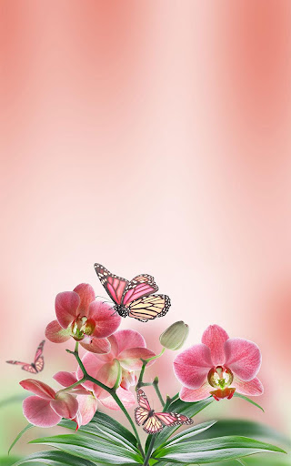 免費下載個人化APP|Butterfly Live Wallpaper app開箱文|APP開箱王