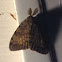 Gypsy Moth ( male )
