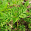 Common ragweed