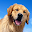 Golden Retrievers Wallpapers Download on Windows