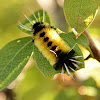 Hickory tussock moth caterpillars
