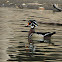 Wood Duck