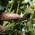 Louva-Deus folha morta (Dead leaf mimic praying mantis)