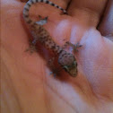 Mediterranean house gecko (hatchling)