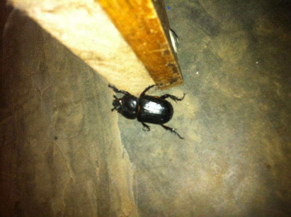Stag Beetle (Female)