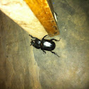 Stag Beetle (Female)