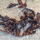 Sargassum