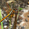 Red-veined Dropwing female