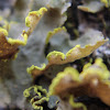 Yellow-edge Lichen