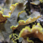 Yellow-edge Lichen