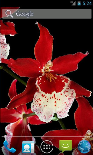 Orchid Live Wallpaper