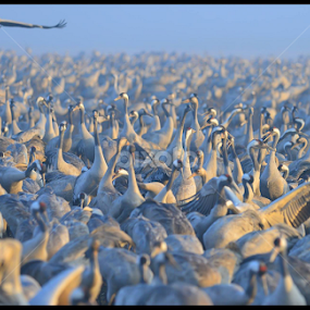 by Nitsan Amir - Animals Birds