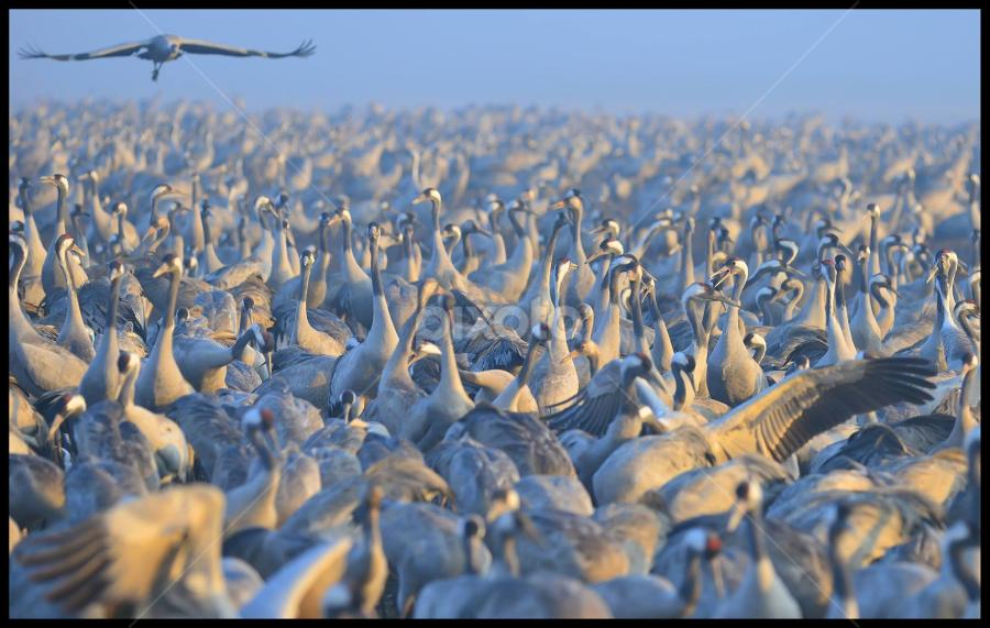 by Nitsan Amir - Animals Birds