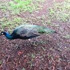 Peacock, peahen, and chicks