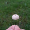 Pinwheel Mushroom