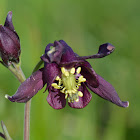 Aquilegia scura