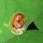 Tortoise Shell Leaf Beetle