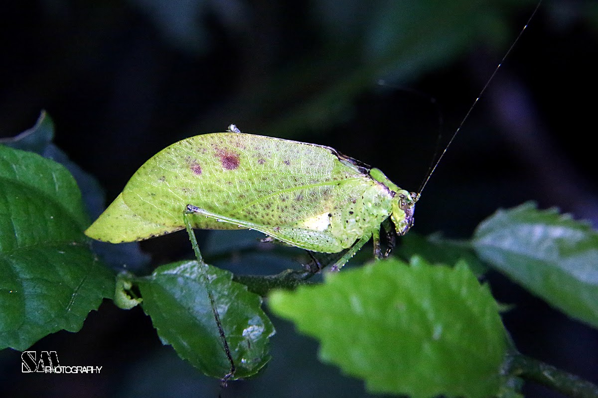 Dead leaf katydid