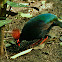Crested Partridge