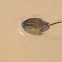 Horseshoe Crab