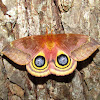 Io Moth (female)