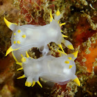 Nudibranchs