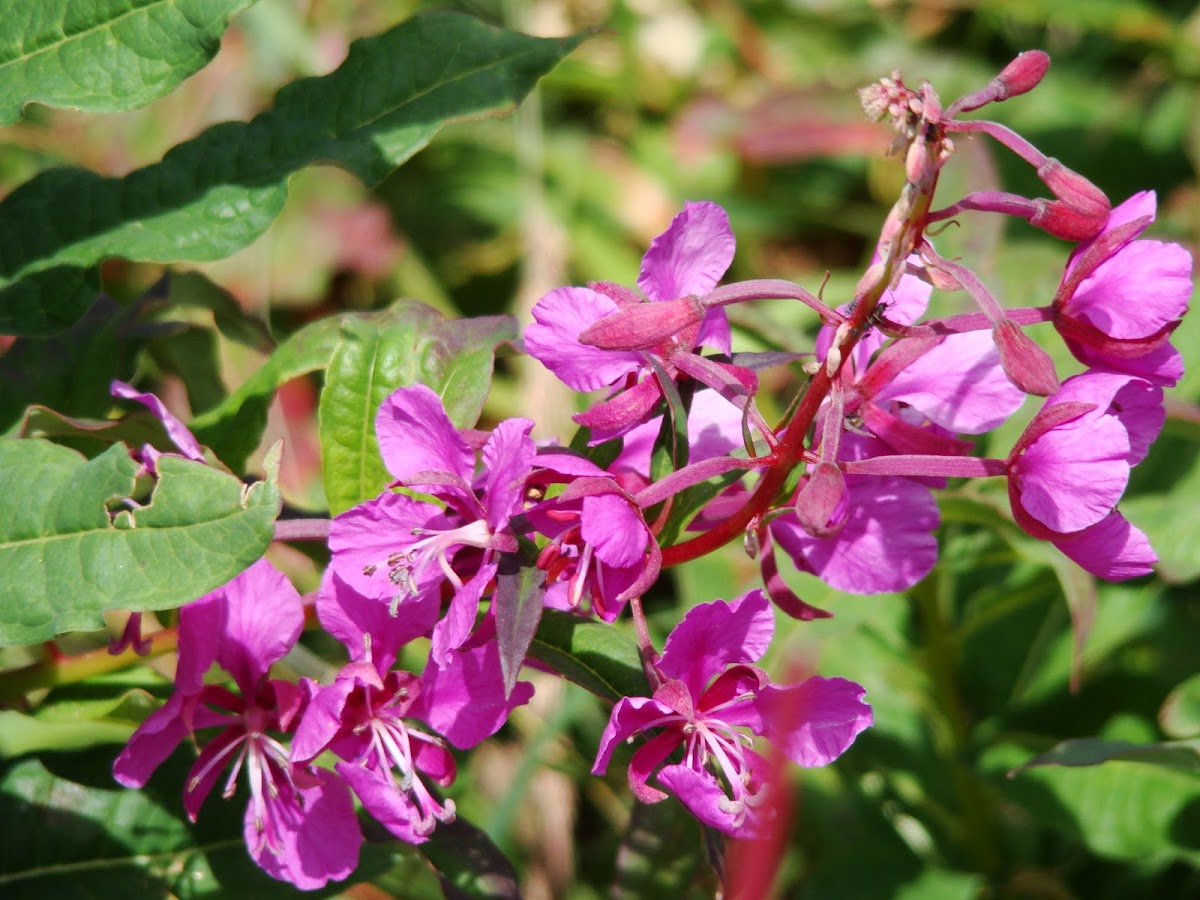 Fireweed