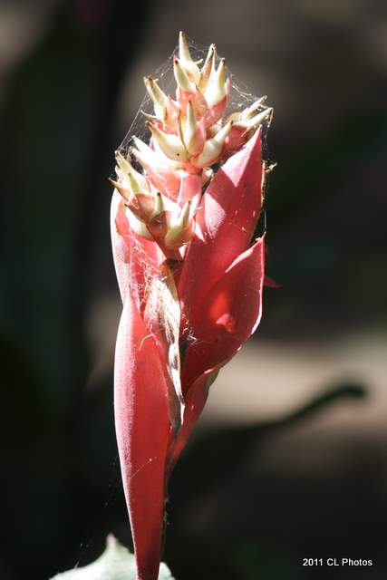 Bromeliad  