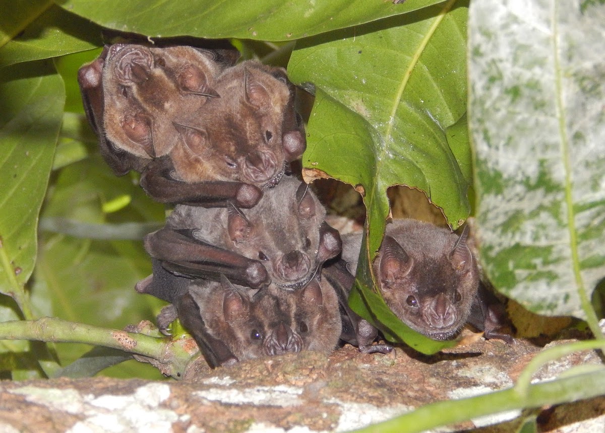 Leaf Nosed Bats