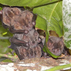Leaf Nosed Bats