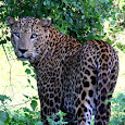 Animals of Yala National Park