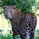 Leopard (Sri Lankan)